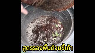 สูตรรองดินปลูกด้วยขี้เถ้า ช่วยปรับสภาพดิน ทำให้ต้นไม้โตไวแข็งแรง