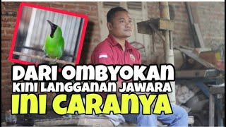 Cara cetak cucak ijo tangkapan hutan jadi jawara //versi Sutrisno mhbc