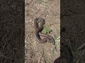 mandul snake