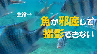 【水中動画】 青の洞窟を独り占め?!／2020年のシュノーケリングは過去最高の透明度　【沖縄 真栄田岬】