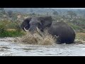 King of the Waterhole! Dominant Bull Elephant, Sebakwe Splashes with Abandon