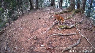 奥多摩 夜の動物観察ライブカメラ 2024年 1月 まとめ