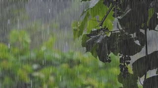 Uncover the Secrets to Pure Relaxation!heavy rain