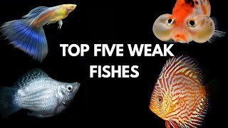 Very Worst Fish for Beginners... Avoid it