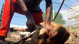indigenous  goat ram castration                                       #goatsmeat #goatfarming #goat