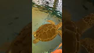 越前松島水族館　ウミガメ