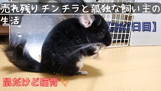 【267日目】２才のチンチラをお迎えしても懐いてくれるのか！？【鼠だけど猫背✨】