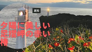 夕陽に美しい足摺岬の赤い椿の花(高知)