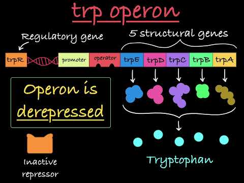 What does tryptophan bind to when it is present in E coli?