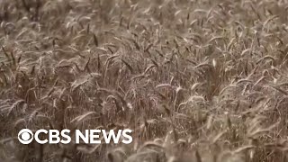 How Russia's withdrawal from grain deal impacts world hunger