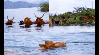 Tujyane mu Kivu aho inka zidumbaguza zambukiranya ibirwa