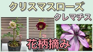 【クリスマスローズ】花柄切りと株元の整理/ クレマチスの花柄摘み/ 簡単ガーデニング