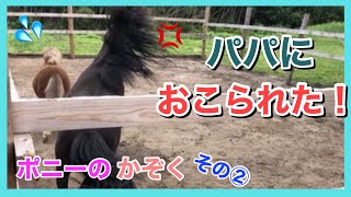 《ポニーの家族②》パパにおこられた！　パパと遊んでいたポニーの子ども、何があったの？　隣からみていたママは…