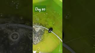 YKC Guppies (Day 80)