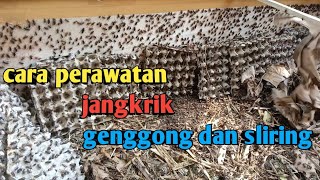 cara perawatan jangkrik genggon  dan sliring