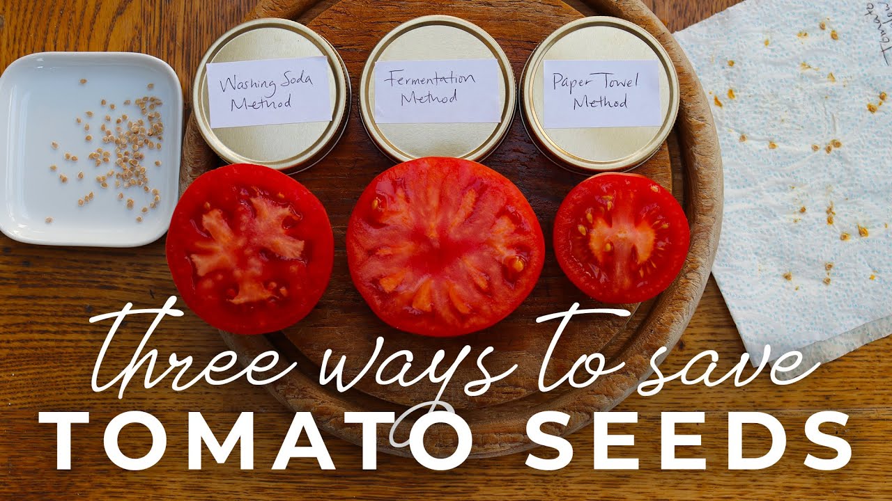 Three Ways To Save Tomato Seeds Washing Soda Method Fermentation And