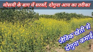 जैविक मोसमी के बाग में सरसों की खेती से Double Income #Mosabi Orchard #organic mustard