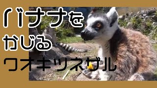 バナナをかじるワオキツネザル