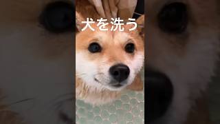 柴犬家で初めてのお風呂 #shibainu #youtubeshorts