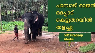 Pampady Rajan മദപ്പാട് കെട്ടുതറയിൽ@VMPRADEEP#keralaelephent#elephantlovers#tourist