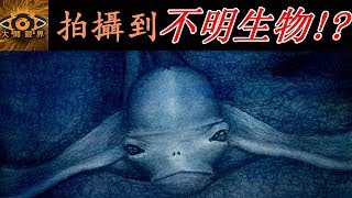 【大開眼界】五個被拍攝到的不明生物