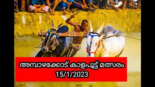 അമ്പാഴക്കോട് കാളപൂട്ട് മത്സരം 15/1/2023