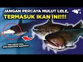 GULPER CATFISH SI IKAN LELE BERMULUT BESAR DAN LEBAR, APAPUN DIMAKAN!!