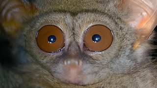 The Mystery of Tarsius Sulawesi: Marvels of Indonesia's Tiny Primate