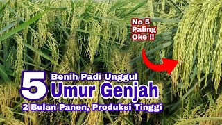 5 Padi Unggul Umur Genjah 2 Bulan Panen, Produksi Tetap Tinggi !!