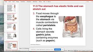 Human Body 11b