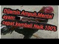 Cara mengatasi ayam kacrek | cara mengobati ayam turun/jatuh mental | Cara membangkitkan mental ayam