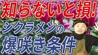 【確実に損します】お宅のシクラメン咲いてますか？実はシクラメンを咲かせるのは簡単なんです。たった４つを守るだけ。バンバン咲かせたい方へサラッと解説します。