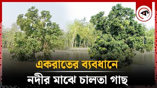 একরাতের ব্যবধানে নদীর মাঝে চালতা গাছ, নেপথ্যে কী? | Chalta Tree | River | Barguna | Kalbela