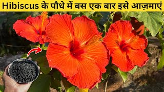 5 Natural Tips For Lots of Flowers in Hibiscus Plants || गुड़हल का पौधा कैसे लगाये