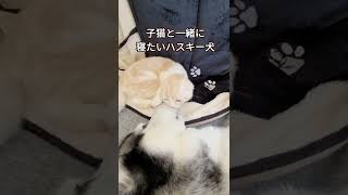 子猫と一緒に寝たいハスキー犬がこちら #shorts