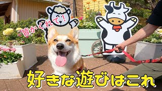 ドッグランで絶対にみんなを見つけるコーギー