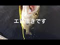 fishingmax芦屋　今日も大変よく釣れてます。