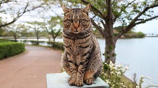 オーラがあるさくらねこをナデナデしたら。。。 野良猫 感動猫動画 EOSR5