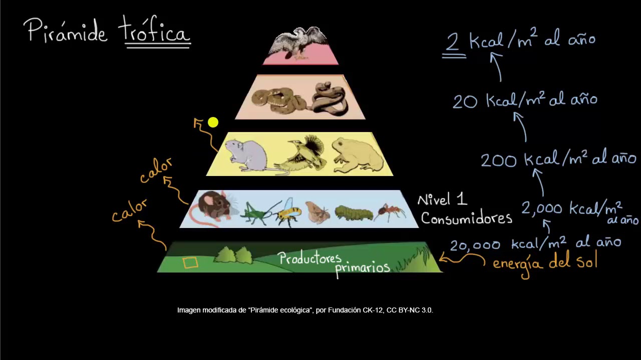 Piramide Trofica