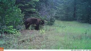 Black Bear Straddle Marking