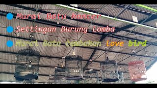 MURAI BATU KONCER | MEMANDIKAN MURAI BATU | SETTINGAN | BOM JANGKRIK | LATIHAN BERSAMA | KONCER C |