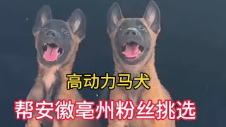 陽光明媚來農村大狗市幫安徽亳州粉絲挑選馬犬，快來看看喜歡哪個