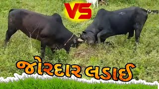 આખલા ની જોરદાર લડાઈ || A fierce bull fight