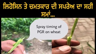 Right time to spray Lihocin and Chamatkar on wheat (ਲਿਹੋਸਿਨ ਤੇ ਚਮਤਕਾਰ ਦੀ ਸਪਰੇਅ ਦਾ ਸਹੀ ਸਮਾਂ)