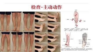 【骨科物理治疗评估】13小腿踝足｜检查