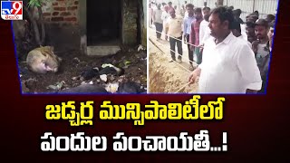 Mahbubnagar : జడ్చర్ల మున్సిపాలిటీలో పందుల పంచాయతీ...! | Jadcherla Municipality - TV9