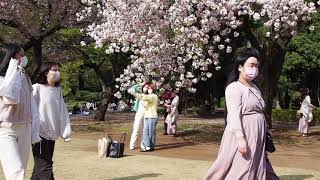 Cherry-blossom viewing walk at Shinjuku Gyoen　新宿御苑でお花見散歩　2021/4/1 42