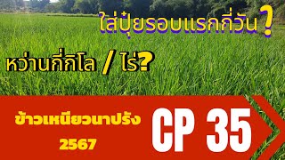 ข้าวเหนียวนาปรัง cp35 (เบญจเมฆา) ที่ 1 ในใจ