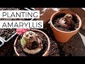 Planting Amaryllis Bulbs in Pots for Christmas // Forcing Amaryllis Bulbs to Bloom