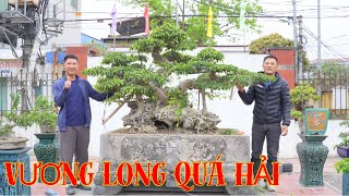 Nam Lê chỉnh sửa  VƯƠNG LONG QUÁ HẢI  một tác phẩm để đời ! | NamLe Bonsai